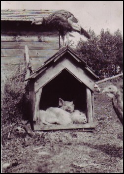 Alberta Farm life